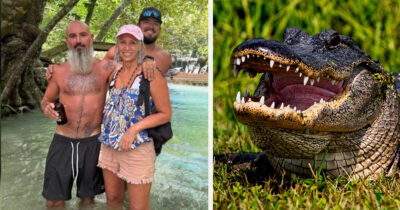 alligator
